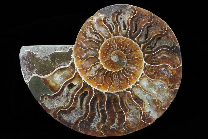 Polished Ammonite Fossil (Half) - Agatized #64986